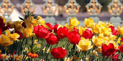 tulips-4825103_1920